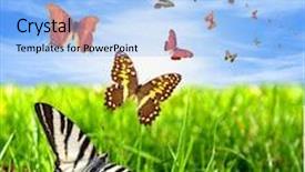  Presentation with butterflies - Amazing presentation design having sunshine and flying butterflies backdrop and a light blue colored foreground