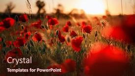  Presentation with poppy - Slides featuring beautiful-meadow-with-the-poppy and a tawny brown colored foreground