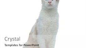  Presentation with cat - Colorful PPT layouts enhanced with beautiful-metis-cat-with-white backdrop and a white colored foreground