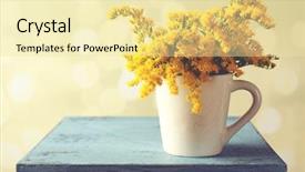  Presentation with blurred flowers - Slide deck having beautiful mimosa flowers on light background and a blonde colored foreground