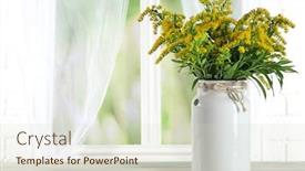  Presentation with curtains - Theme having beautiful-mimosa-flowers-on-light background and a soft green colored foreground