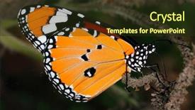  Presentation with monarch butterfly - Cool new PPT theme with beautiful monarch butterfly enjoying its backdrop and a tawny brown colored foreground