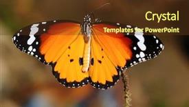  Presentation with monarch butterfly - Slides enhanced with beautiful monarch butterfly enjoying its background and a tawny brown colored foreground