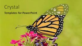  Presentation with monarch butterfly - Presentation design consisting of beautiful-monarch-butterfly-on-top background and a gold colored foreground