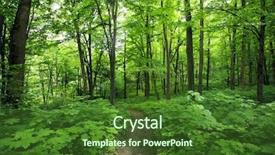  Presentation with forest morning - PPT theme having beautiful morning green forest background and a forest green colored foreground