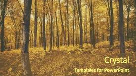  Presentation with forest morning - Amazing PPT theme having beautiful morning in the misty autumn forest with sun rays backdrop and a tawny brown colored foreground