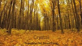  Presentation with forest morning - Theme enhanced with beautiful morning in the misty autumn forest background and a gold colored foreground