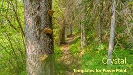  Presentation with british columbia - Slide deck enhanced with beautiful mountain trail lightning lake trail at manning park in british columbia canada background and a tawny brown colored foreground