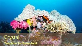  Presentation with coral - Slide set featuring beautiful-mushroom-shaped-coral-head background and a tawny brown colored foreground