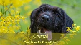  Presentation with hut - Slides with beautiful mutt black dog amy in forest hut close-up background and a tawny brown colored foreground