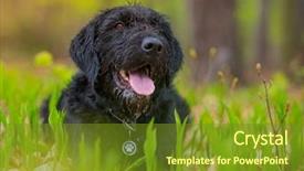  Presentation with black - PPT theme with beautiful mutt black dog amy background and a tawny brown colored foreground