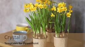  Presentation with narcissus - Slides with beautiful narcissus and cups background and a coral colored foreground