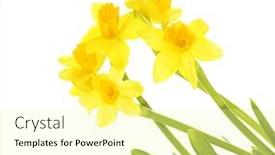  Presentation with narcissus - Slides enhanced with beautiful narcissus isolated on white background and a blonde colored foreground