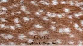  Presentation with beautiful nature - Slide deck consisting of beautiful-natural-background-spotted-deer background and a  colored foreground