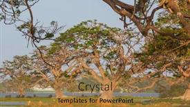  Presentation with sri lanka - Presentation design enhanced with beautiful-natural-landscapes-in-sri background and a coral colored foreground