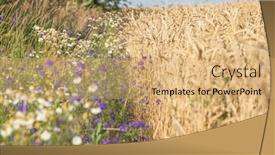  Presentation with beautiful nature - PPT theme consisting of beautiful-nature-meadow-flowers background and a coral colored foreground