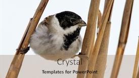  Presentation with beautiful nature - PPT theme having beautiful-nature-scene-with-common background and a coral colored foreground