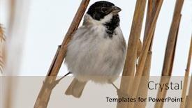  Presentation with scene - PPT theme enhanced with beautiful-nature-scene-with-common background and a coral colored foreground