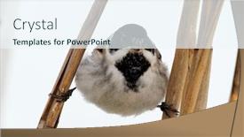  Presentation with scene - Amazing slides having beautiful-nature-scene-with-common backdrop and a sky blue colored foreground