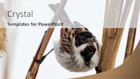  Presentation with beautiful nature - Theme consisting of beautiful-nature-scene-with-common background and a sky blue colored foreground