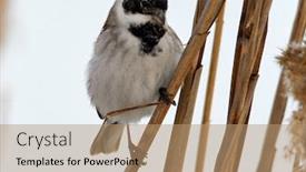  Presentation with beautiful-nature - Amazing presentation theme having beautiful-nature-scene-with-common backdrop and a coral colored foreground