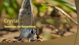  Presentation with beautiful nature - Slides consisting of beautiful-nature-scene-with-common background and a tawny brown colored foreground