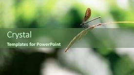  Presentation with beautiful nature - Presentation design featuring beautiful-nature-scene-with-dragonfly background and a tawny brown colored foreground