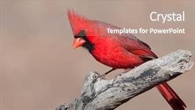  Presentation with cardinal - Amazing theme having beautiful northern cardinal male perched backdrop and a coral colored foreground