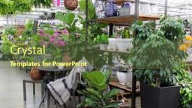  Presentation with ferns - Audience pleasing slide deck consisting of beautiful nursery plants and flowers for sale in a greenhouse market store display includes orchids ficus ferns and other tropicals as well as home interior decor items for sale backdrop and a tawny brown colored foreground