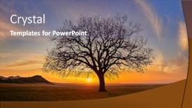  Presentation with oak tree - PPT layouts enhanced with beautiful-oak-tree-in-rural background and a ocean colored foreground