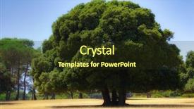  Presentation with oak tree - Colorful theme enhanced with beautiful oak tree backdrop and a tawny brown colored foreground