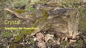  Presentation with moss - Colorful PPT theme enhanced with beautiful-old-tree-stump-covered backdrop and a tawny brown colored foreground