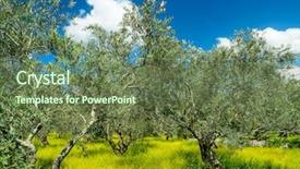  Presentation with oil production - Presentation theme with beautiful olives garden in spring background and a  colored foreground