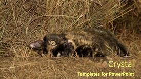  Presentation with pets - Slides having beautiful-orange-and-black-tortie background and a tawny brown colored foreground
