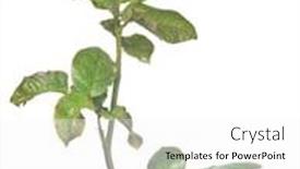  Presentation with yellow rose - Beautiful presentation design featuring beautiful-orange-and-yellow-color backdrop and a white colored foreground