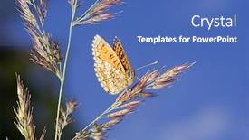  Presentation with orange butterfly - Presentation consisting of beautiful orange butterfly sit on grass background and a teal colored foreground