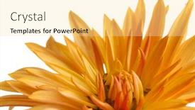  Presentation with chrysanthemum - 