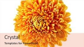  Presentation with chrysanthemum - Audience pleasing theme consisting of beautiful orange chrysanthemum isolated backdrop and a gold colored foreground