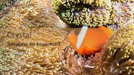  Presentation with tropical - Presentation theme consisting of beautiful-orange-clownfish-rests background and a gold colored foreground