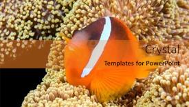  Presentation with orange - PPT theme enhanced with beautiful-orange-clownfish-rests background and a gold colored foreground