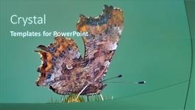  Presentation with thistle - Presentation theme enhanced with beautiful-orange-comma-butterfly-polygonia background and a  colored foreground