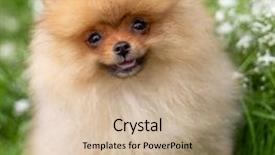  Presentation with pet - Audience pleasing presentation theme consisting of beautiful orange dog - pomeranian spitz backdrop and a soft green colored foreground