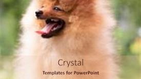  Presentation with beautiful-nature - Cool new theme with beautiful-orange-dog-pomeranian-spitz and a coral colored foreground