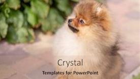  Presentation with beautiful-nature - Slide set having beautiful-orange-dog-pomeranian-spitz and a coral colored foreground