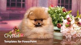  Presentation with dog oral - Cool new PPT theme with beautiful-orange-dog-pomeranian-spitz backdrop and a red colored foreground