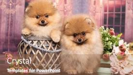  Presentation with pet - PPT theme enhanced with beautiful-orange-dog-pomeranian-spitz background and a coral colored foreground