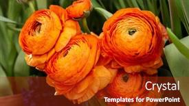  Presentation with persian - PPT layouts enhanced with beautiful-orange-herbaceous-peony-close background and a crimson colored foreground