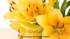  Presentation with orange - Presentation design consisting of beautiful-orange-lilies-isolated background and a gold colored foreground
