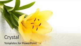  Presentation with orange curve - Amazing slide set having beautiful orange lilies on wet backdrop and a blonde colored foreground