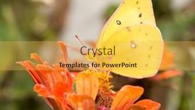  Presentation with sulphur - Presentation design with beautiful orange sulphur butterfly feeding on an orange zinnia background and a yellow colored foreground